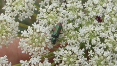 Trichodes quadriguttatus
