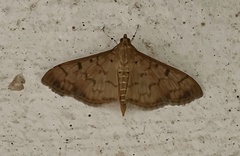 Patania balteata