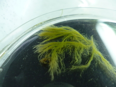 Feldmannia mitchelliae