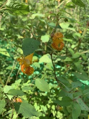 Impatiens capensis