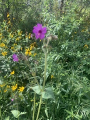 Mirabilis melanotricha