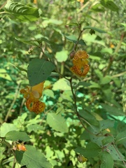 Impatiens capensis