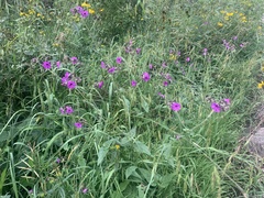 Mirabilis melanotricha