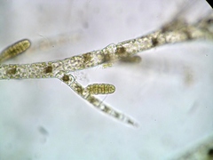 Feldmannia mitchelliae