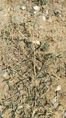 Atriplex pungens