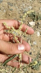 Atriplex pungens