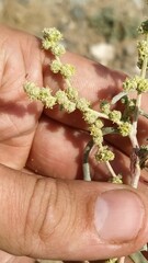 Atriplex pungens