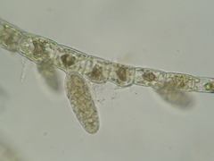 Feldmannia mitchelliae