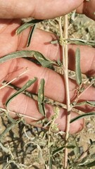 Atriplex pungens