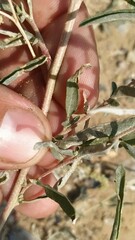 Atriplex pungens