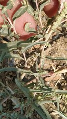 Atriplex pungens