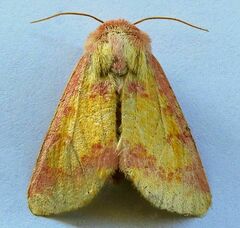 Psectrotarsia suavis