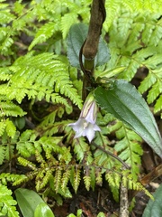 Tripterospermum trinervium