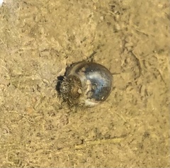Physa acuta