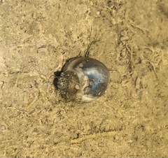 Physa acuta