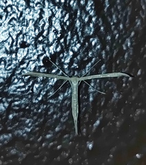 Emmelina monodactyla