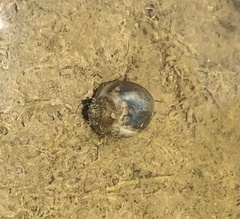 Physa acuta