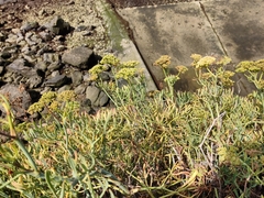 Crithmum maritimum