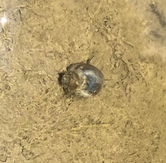 Physa acuta
