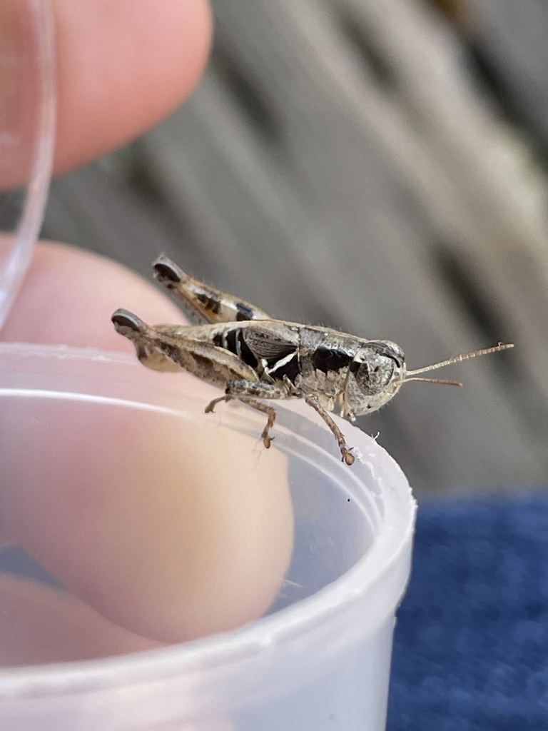 Striking Short-wing Grasshopper