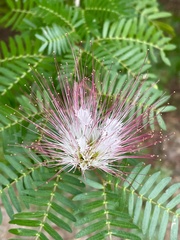 Calliandra riparia image