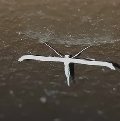 Emmelina monodactyla