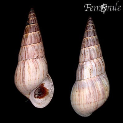 Pachychilus indiorum