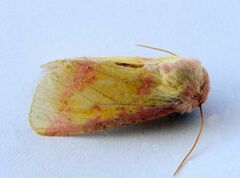 Psectrotarsia suavis