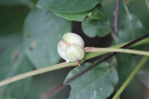 Ampelomyia vitispomum photo 2