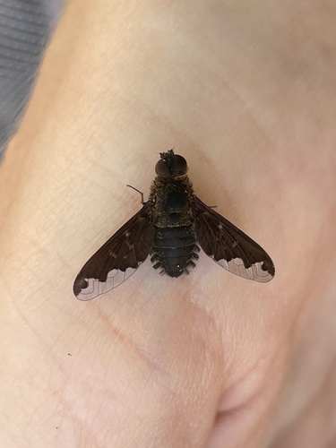 Sinuous Bee Fly photo 5