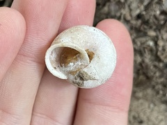 Allogona ptychophora