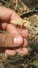Achillea nobilis