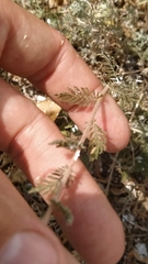 Achillea nobilis