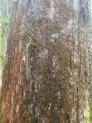 Cupressus nootkatensis