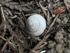 Allogona ptychophora