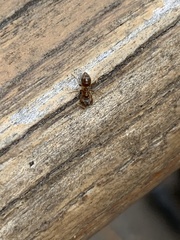 Brachymyrmex depilis