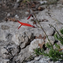Penstemon pinifolius