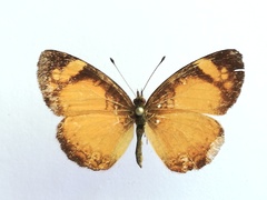 Tegosa anieta