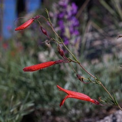 Penstemon pinifolius