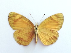 Tegosa anieta