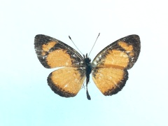 Tegosa anieta