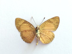 Tegosa anieta