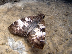 Chiomara asychis simon