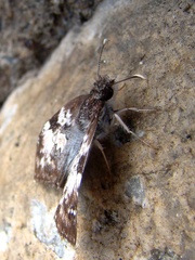 Chiomara asychis simon