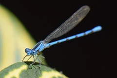 Argia lacrimans