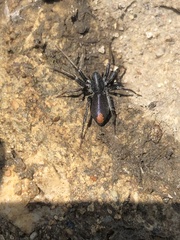 Castianeira descripta