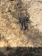 Castianeira descripta