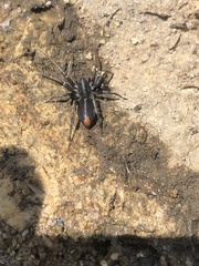 Castianeira descripta