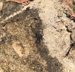 Castianeira descripta