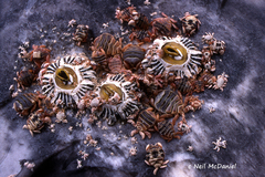 Cryptolepas rhachianecti